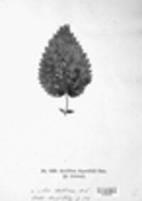 Puccinia recondita image